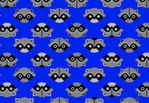 Praticar nunca é demais: você reconhece ladrões camuflados entre guaxinins?