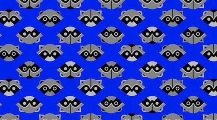 Praticar nunca é demais: você reconhece ladrões camuflados entre guaxinins?