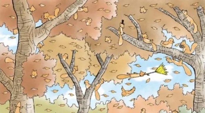 “Quantos esquilos há na imagem?” O novo desafio visual que poucos conseguem resolver.