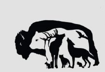 Teste: Quantos animais você pode encontrar na foto? Teste sua observação.