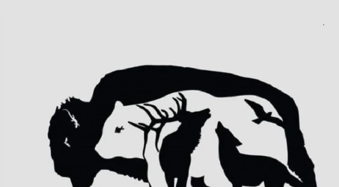 Teste: Quantos animais você pode encontrar na foto? Teste sua observação.