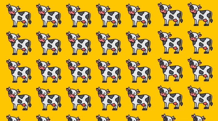 Desafio visual: Encontre uma vaquinha que seja diferente das outras.