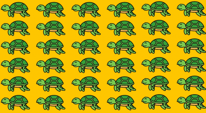 Uma única tartaruga difere das demais. Você tem 40s para encontrá-la! Você terá sucesso?