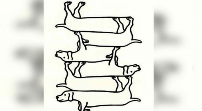 Desafio visual (para exercitar a visão e a mente): quantos cães existem no total.