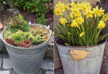 Não jogue fora baldes velhos. Eles simplesmente se tornam grandes decorações.