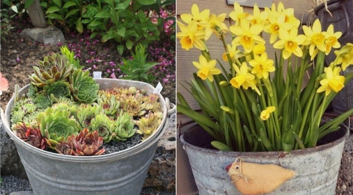 Não jogue fora baldes velhos. Eles simplesmente se tornam grandes decorações.