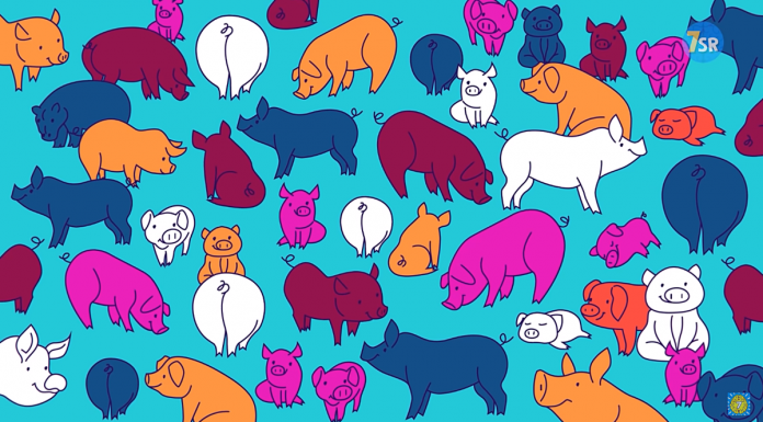 Em dezenas de porcos, você avistou outro animal?  Em 10 s, você consegue encontrar?