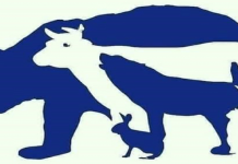 Teste psicológico: Escolha um animal e descubra alguns aspectos-chave da sua personalidade e do seu jeito de ser.