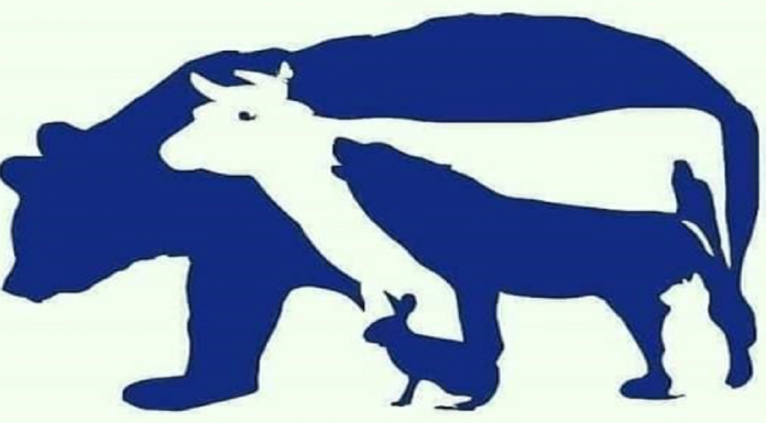 Teste psicológico: Escolha um animal e descubra alguns aspectos-chave da sua personalidade e do seu jeito de ser.