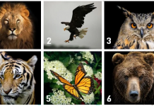 Você sabia que seu animal favorito reflete aspectos importantes de sua personalidade? Escolha um e descubra.