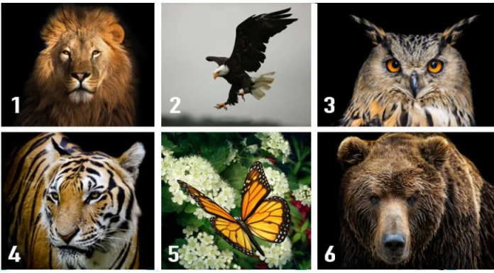 Você sabia que seu animal favorito reflete aspectos importantes de sua personalidade? Escolha um e descubra.