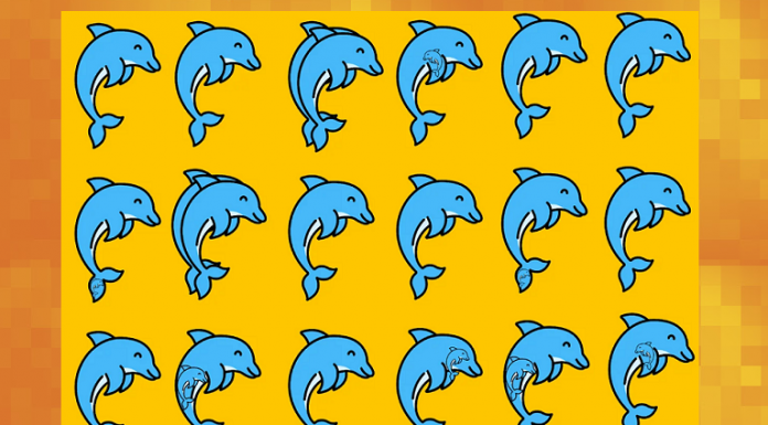 Quantos golfinhos estão na foto? Você pode encontrá-los em 40s ?