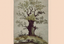 Apenas os melhores resolvem: quantas faces você localiza na árvore de ilusões?