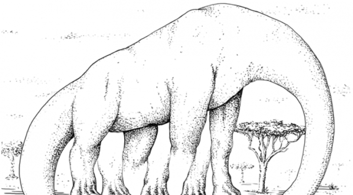 Teste sua percepção: Um dinossauro com cinco patas? Tem mais pernas do que você imagina?