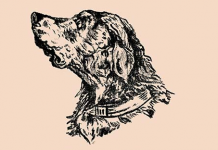 Teste sua perspicácia: Encontre o dono do cachorro!