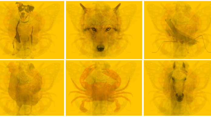 Teste que revela seu tipo de alma de acordo com o animal que você escolhe –