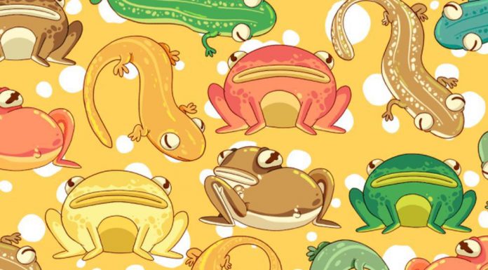 Desafio de visão 10/10:encontre os três animais sorrindo.