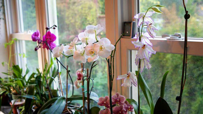 Como fazer uma orquídea florescer novamente? Aqui estão as principais dicas!