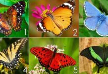 Teste: escolha uma borboleta e descubra quem você realmente é