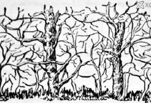 Qual foi o primeiro animal que você viu na foto? O animal vai te falar muito sobre você .