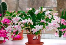 Dezembrista/flor de maio, plantio e cuidados em casa.