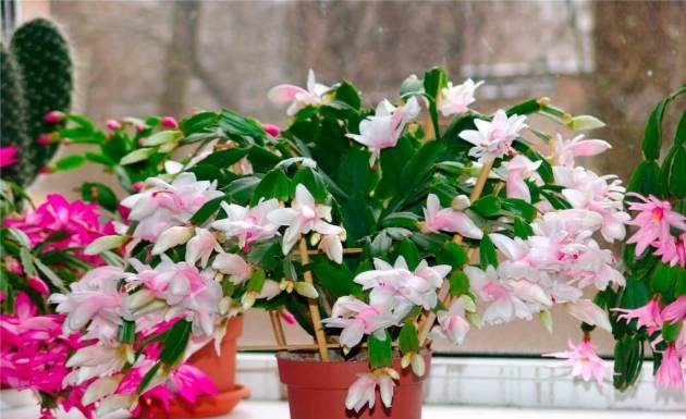 Dezembrista/flor de maio, plantio e cuidados em casa.