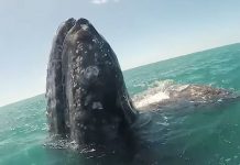 A baleia gigante nada até o barco até que esteja perto o suficiente para “pedir” ao homem para acariciá-la.