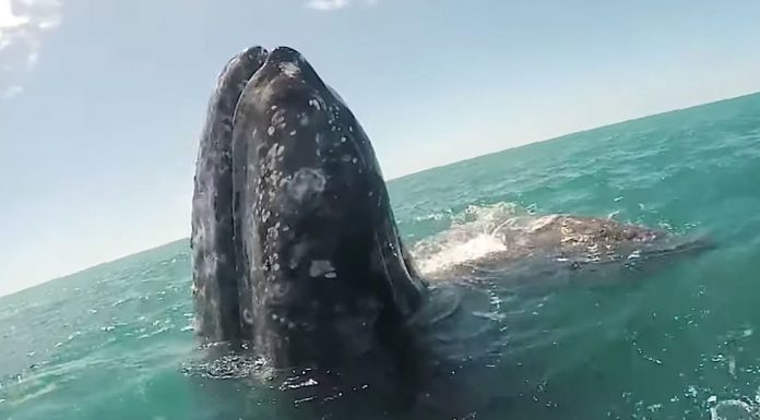A baleia gigante nada até o barco até que esteja perto o suficiente para “pedir” ao homem para acariciá-la.