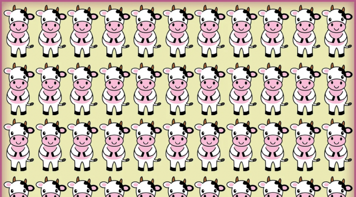 Teste sua incrível habilidade de observação: Encontre a vaca impar em 10 s!