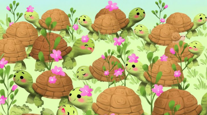Alguns têm olhos tão penetrantes que nada lhes escapa: Encontre o caracol entre as tartarugas.