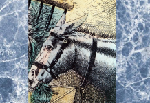 Você está pronto para o desafio? Vemos o burro mas, onde está o pássaro?