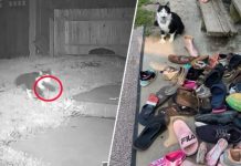 Este gato anda até 11 km todas as noites para roubar os sapatos do vizinho, o dono precisa devolver os sapatos usando tecnologia.