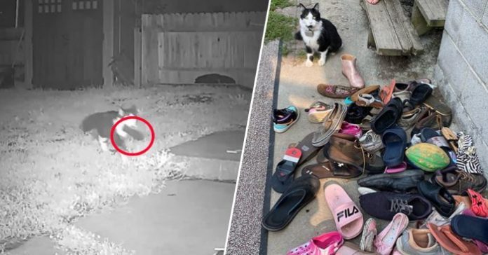 Este gato anda até 11 km todas as noites para roubar os sapatos do vizinho, o dono precisa devolver os sapatos usando tecnologia.