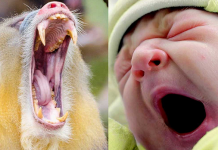 Um teste divertido que prova que o bocejo é contagioso. Você vai aguentar?