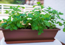 Repelentes naturais: Conheça plantas que afastam mosquitos.