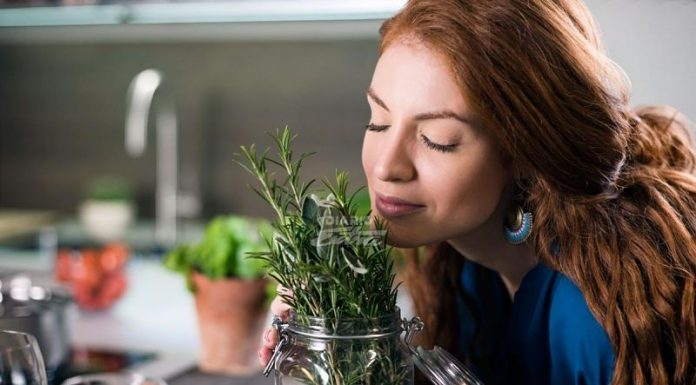 Descubra como o alecrim pode melhorar a função cerebral.