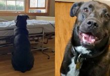 Cão fiel espera ao lado da cama do dono no hospital, sem saber que ele faleceu.