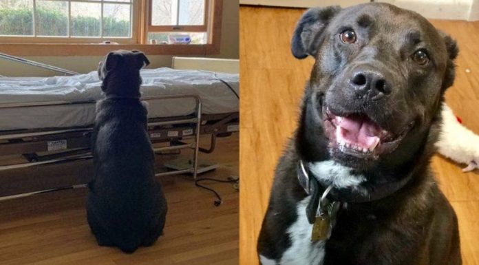 Cão fiel espera ao lado da cama do dono no hospital, sem saber que ele faleceu.