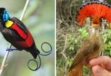 Esses 15 pássaros extremamente raros e exclusivos são magníficos – parecem ser de outro mundo.