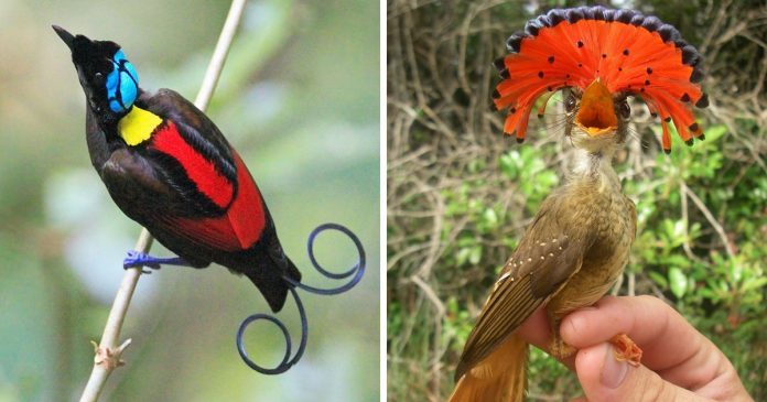 Esses 15 pássaros extremamente raros e exclusivos  são magníficos – parecem ser de outro mundo.