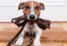 5 maneiras de evitar que seu cão se extravie