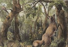 Desafio viral: encontre as 16 faces e animais escondidos na paisagem (como você gosta de sofrer, hein)