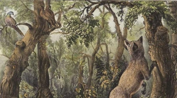 Desafio viral: encontre as 16 faces e animais escondidos na paisagem (como você gosta de sofrer, hein)