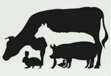 Quantos animais você vê?: O teste visual que testa sua intuição