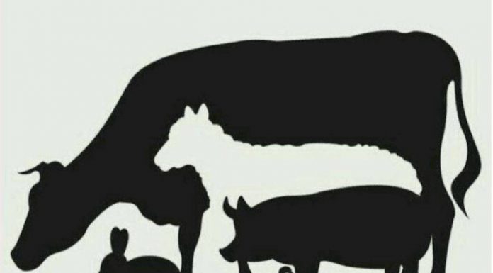 Quantos animais você vê?: O teste visual que testa sua intuição