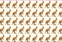 À primeira vista, todos os cangurus parecem iguais . No entanto, existe um que é diferente. Ache-o!