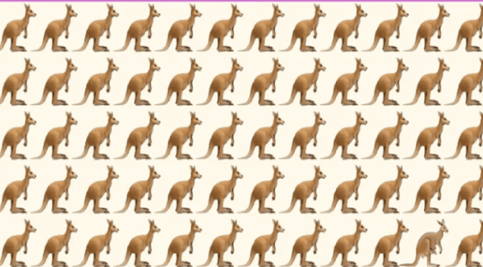 À primeira vista, todos os cangurus parecem iguais . No entanto, existe um que é diferente. Ache-o!