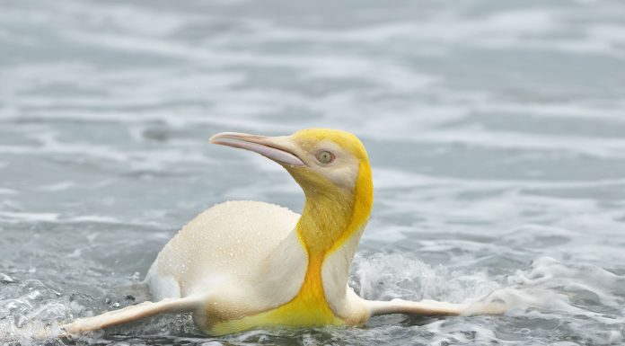 Fotógrafo de vida selvagem captura um pinguim amarelo:  ‘nunca antes visto’