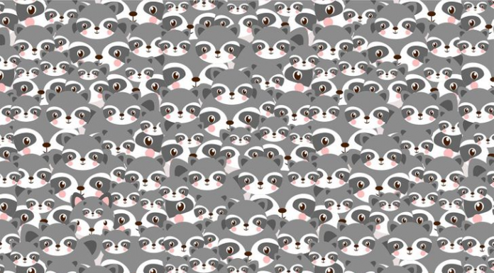 Vamos passear na floresta enquanto seu lobo não vem?👀 Encontre o seu Lobo entre tantos guaxinins.