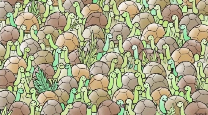 Desafio visual: Encontre a cobra🐍 entre as lindas tartarugas🙃👍